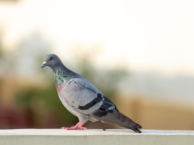 Free download bird pigeon rock dove plumage free picture to be edited with GIMP free online image editor