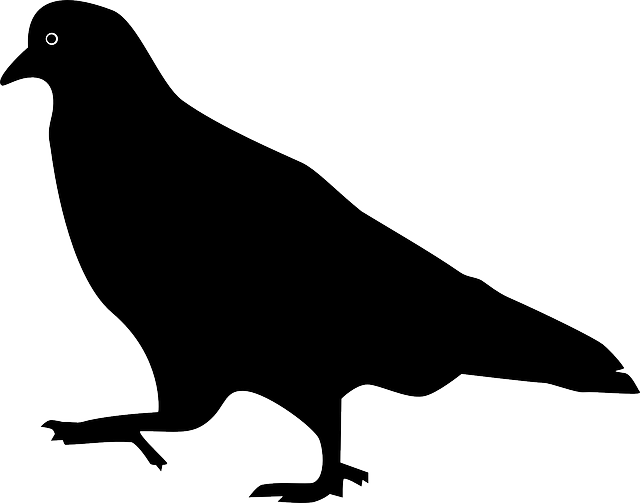 Free download Bird Pigeon Silhouette - Free vector graphic on Pixabay free illustration to be edited with GIMP free online image editor