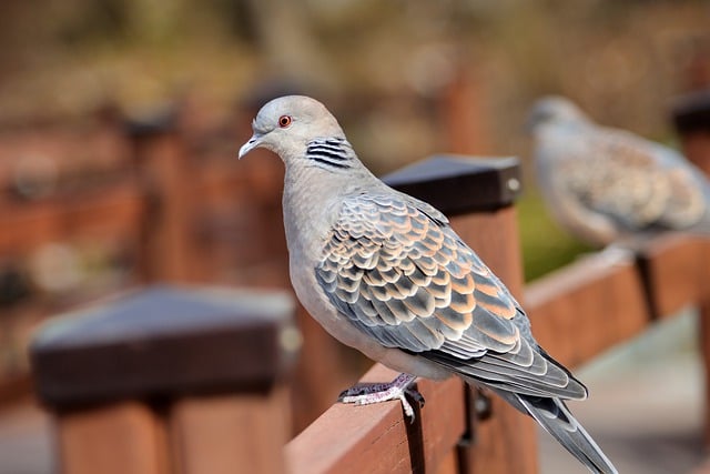 Free download bird pigeon turtle dove ringdove free picture to be edited with GIMP free online image editor