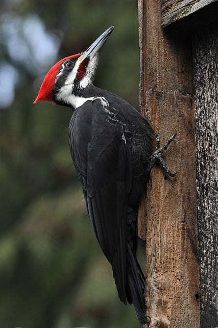 Free download bird pileated woodpecker ornithology free picture to be edited with GIMP free online image editor