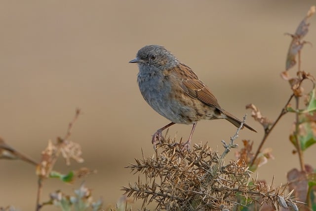 Free download bird plumage dunnock plant free picture to be edited with GIMP free online image editor