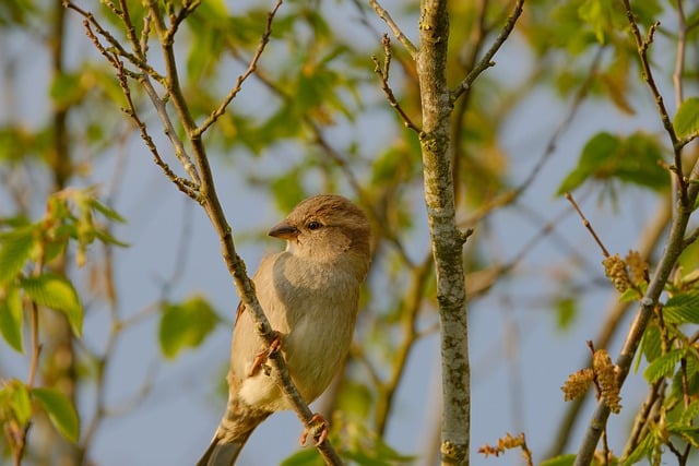 Free download bird plumage nature ornithology free picture to be edited with GIMP free online image editor