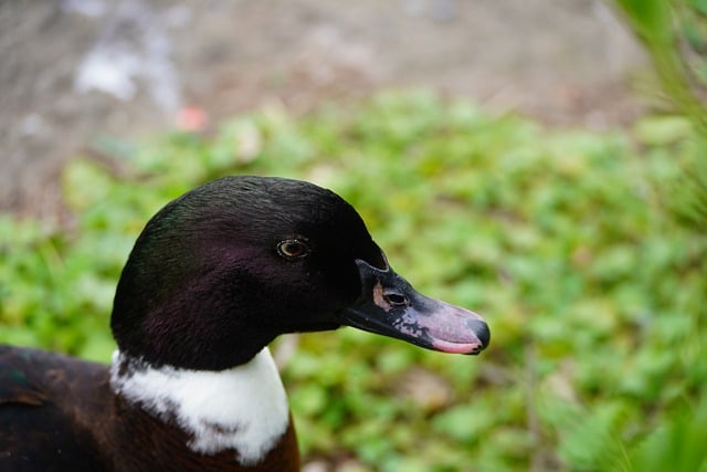 Free download bird pomeranian duck ornithology free picture to be edited with GIMP free online image editor