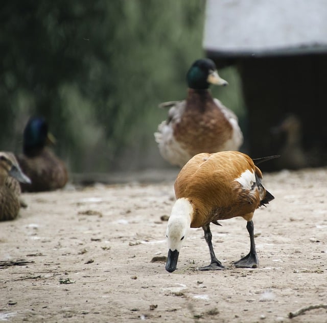 Free download bird pond ruddy shelduck anatidae free picture to be edited with GIMP free online image editor