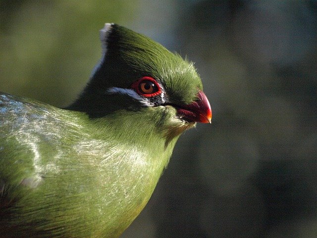 Free download Bird Portrait Plumage -  free photo or picture to be edited with GIMP online image editor