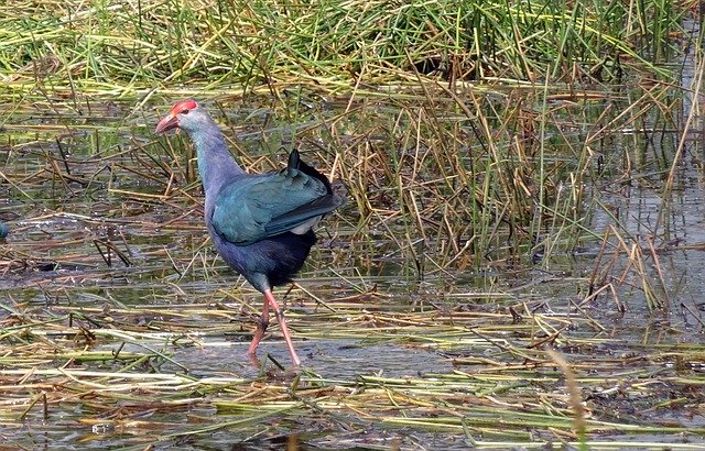 Free download Bird Purple Swamphen -  free photo or picture to be edited with GIMP online image editor