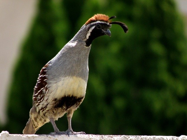 Free download Bird Quail Nature -  free photo or picture to be edited with GIMP online image editor