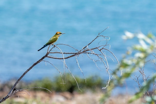 Free download bird rainbow bee eater wildlife free picture to be edited with GIMP free online image editor