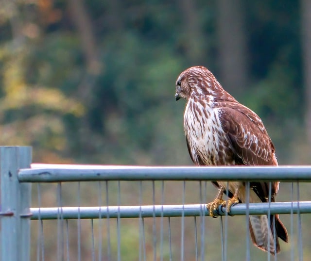 Free download bird raptor birds of prey cat free picture to be edited with GIMP free online image editor