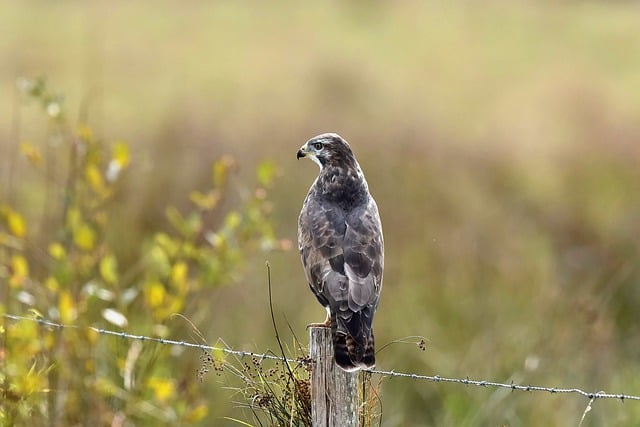 Free download bird raptor grassland animal free picture to be edited with GIMP free online image editor