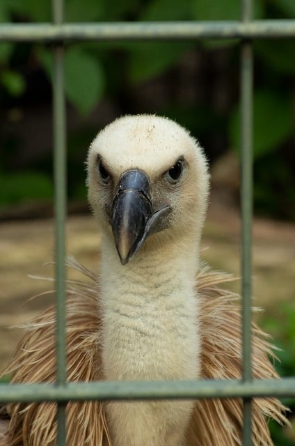 Free download bird raptor lattice captivity free picture to be edited with GIMP free online image editor