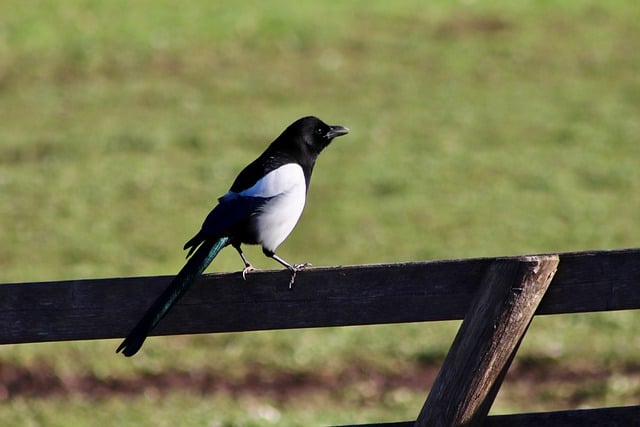 Free download bird raven bird magpie songbird free picture to be edited with GIMP free online image editor