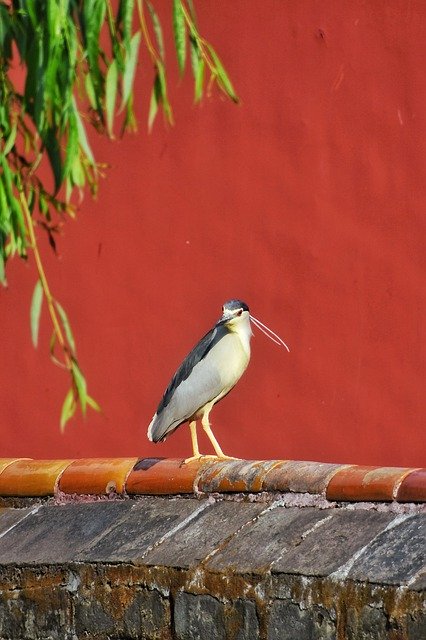 Free download Bird Red Animal -  free photo or picture to be edited with GIMP online image editor