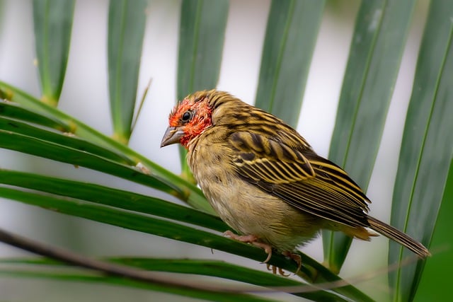 Free download bird red headed quelea ornithology free picture to be edited with GIMP free online image editor