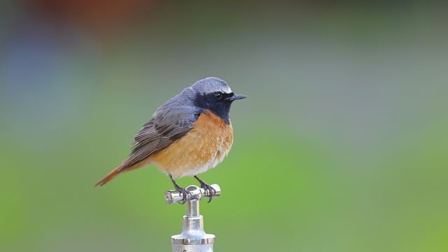 Free download bird redstart ornithology species free picture to be edited with GIMP free online image editor