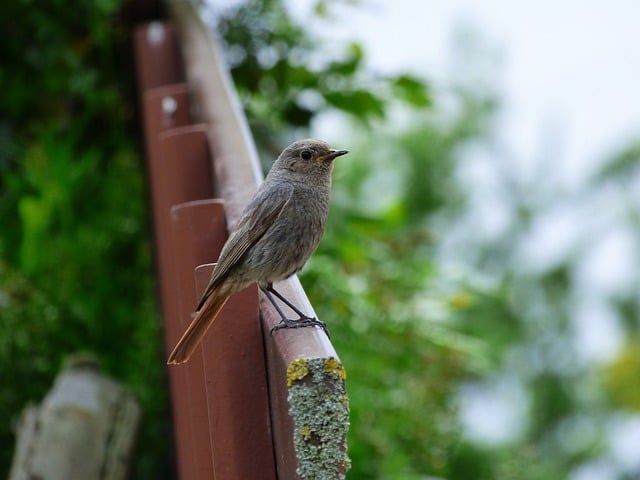 Free download bird red tailed black redstart free picture to be edited with GIMP free online image editor