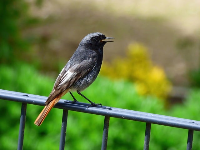 Free download bird redtail male black redstart free picture to be edited with GIMP free online image editor