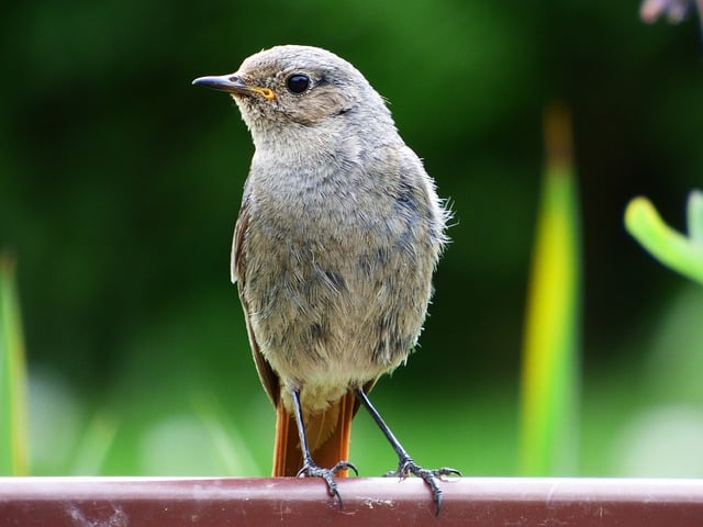 Free download bird redtail wildlife free picture to be edited with GIMP free online image editor