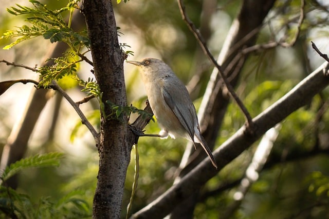 Free download bird reunion grey white eye free picture to be edited with GIMP free online image editor