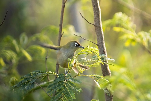 Free download bird reunion olive white eye free picture to be edited with GIMP free online image editor