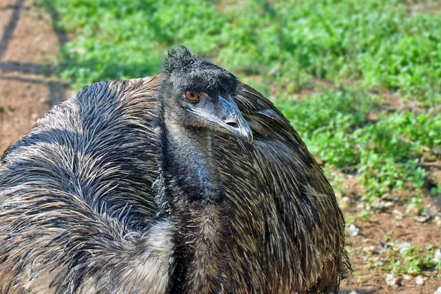 Free download bird rhea animal ornithology farm free picture to be edited with GIMP free online image editor