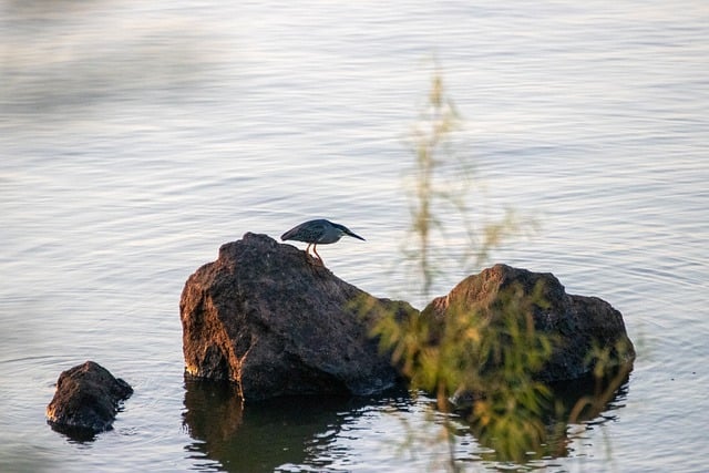 Free download bird river animal stone nature free picture to be edited with GIMP free online image editor