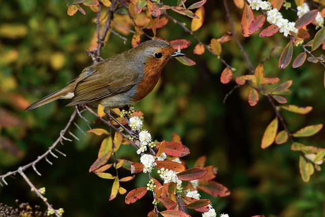 Free download bird robin avian ornithology free picture to be edited with GIMP free online image editor