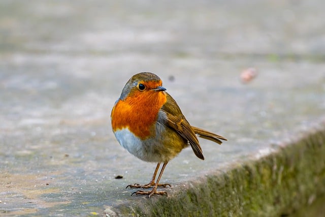 Free download bird robin bird watching free picture to be edited with GIMP free online image editor