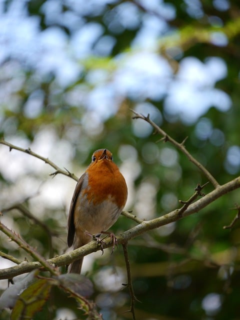 Free download bird robin branch garden nature free picture to be edited with GIMP free online image editor