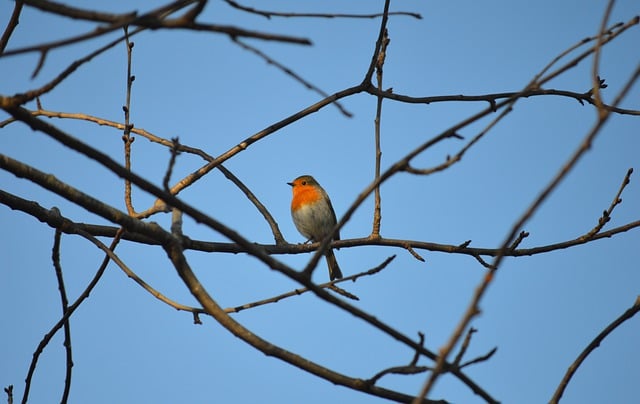 Free download bird robin european robin plumage free picture to be edited with GIMP free online image editor