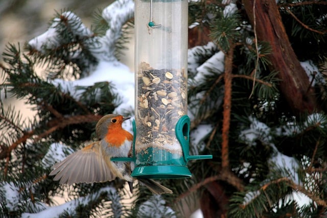 Free download bird robin feeder songbird winter free picture to be edited with GIMP free online image editor