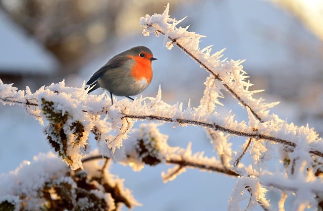 Free download bird robin plant cold snow frost free picture to be edited with GIMP free online image editor