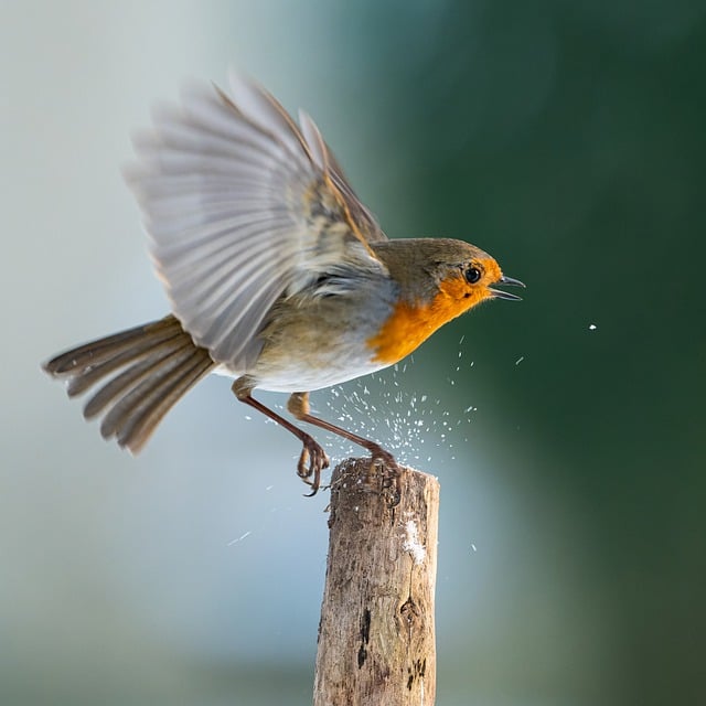 Free download bird robin plumage nature fauna free picture to be edited with GIMP free online image editor