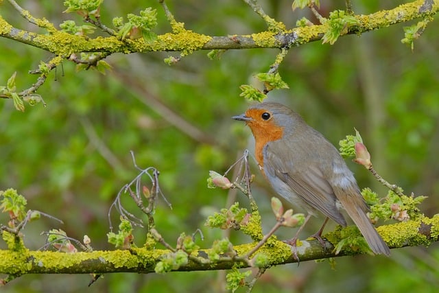 Free download bird robin plumage wildlife free picture to be edited with GIMP free online image editor