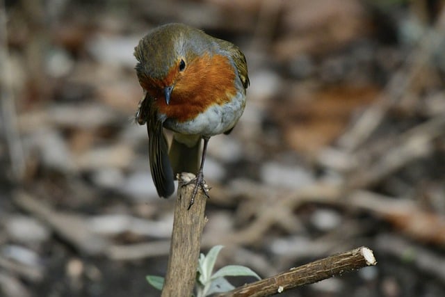 Free download bird robin plumage wildlife avian free picture to be edited with GIMP free online image editor