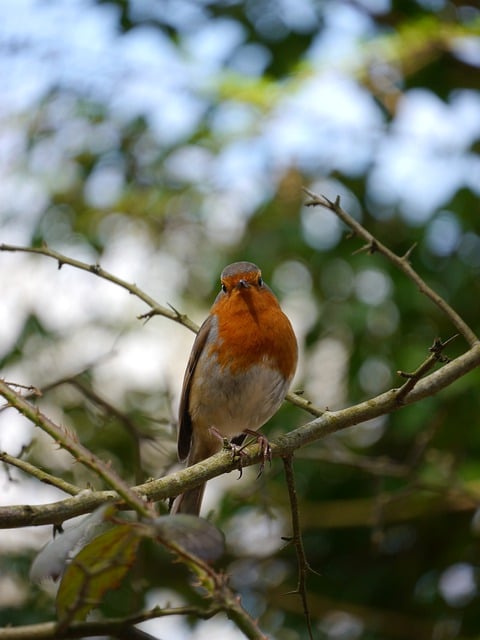 Free download bird robin red breast branch free picture to be edited with GIMP free online image editor