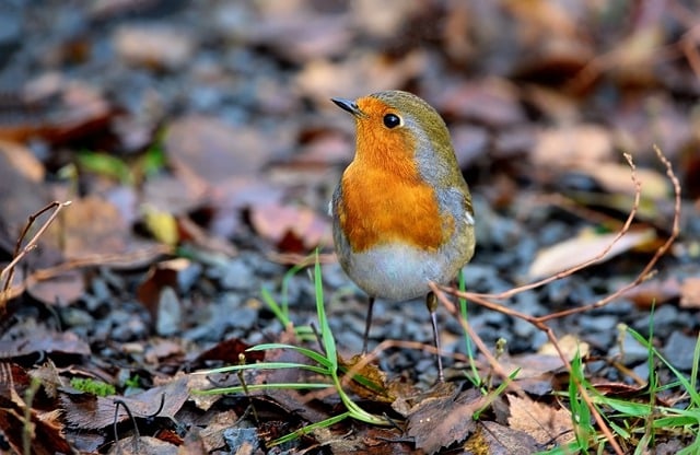 Free download bird robin redbreast robin feathers free picture to be edited with GIMP free online image editor