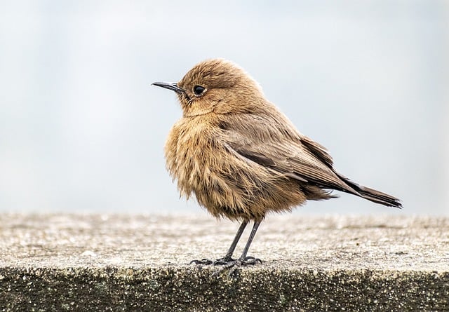 Free download bird robin small bird wildlife free picture to be edited with GIMP free online image editor