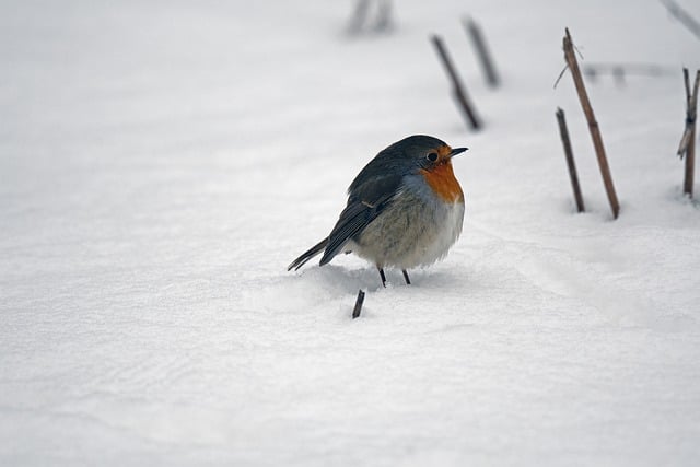 Free download bird robin snow songbird free picture to be edited with GIMP free online image editor