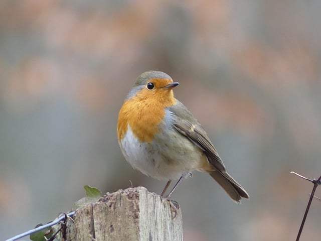 Free download bird robin tree animal forest free picture to be edited with GIMP free online image editor