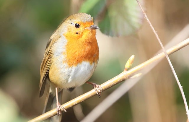 Free download bird robin wildlife animal winter free picture to be edited with GIMP free online image editor