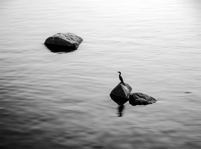 Free download bird rock river minimal minimalism free picture to be edited with GIMP free online image editor