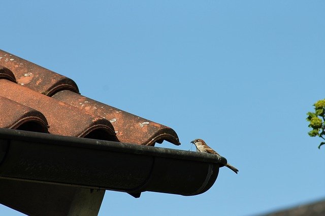 Free download Bird Roof Nature -  free photo or picture to be edited with GIMP online image editor