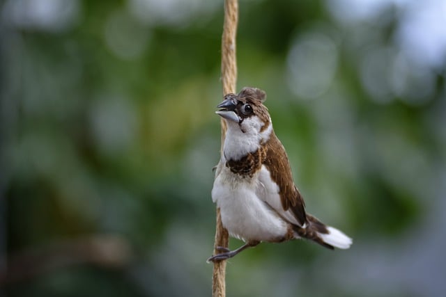 Free download bird rope crest bokeh green free picture to be edited with GIMP free online image editor