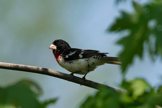 Free download bird rose breasted grosbeak avian free picture to be edited with GIMP free online image editor