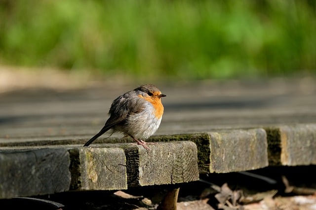 Free download bird rotkelchen ornithology free picture to be edited with GIMP free online image editor