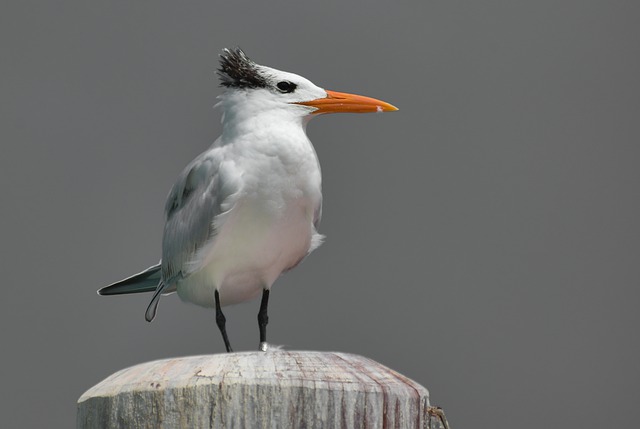 Free download bird royal tern animal wildlife free picture to be edited with GIMP free online image editor