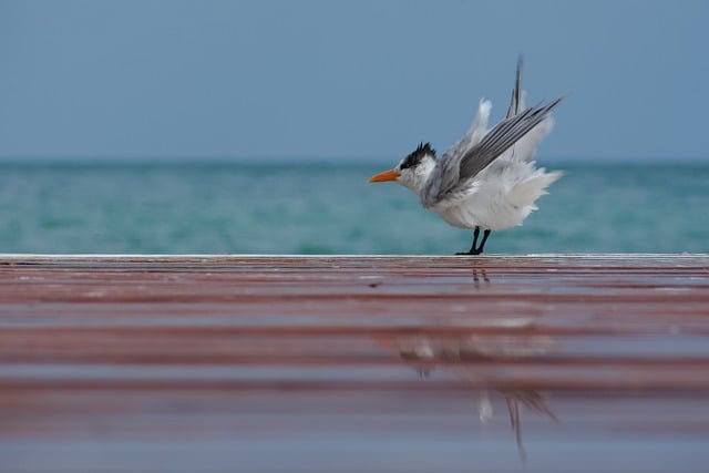 Free download bird royal tern fluffy animal free picture to be edited with GIMP free online image editor