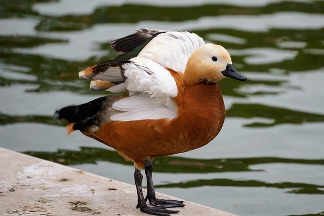 Free download bird ruddy shelduck ornithology free picture to be edited with GIMP free online image editor