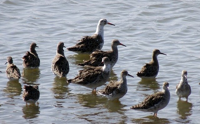 Free download Bird Ruff Calidris Pugnax -  free photo or picture to be edited with GIMP online image editor